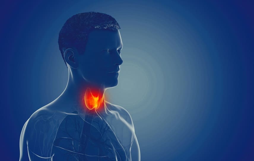 perte de cheveux et thyroïde