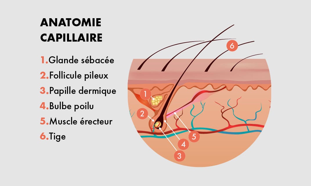 les follicules pileux sont preleves de votre zone donneuses et constituent la base du greffon cheveu