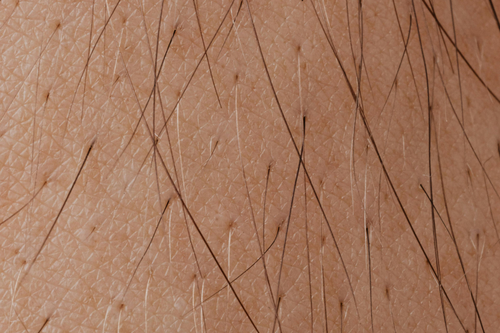 Le cycle des pilaire est intéressant à observer pour comprendre la croissance de nos cheveux et poils