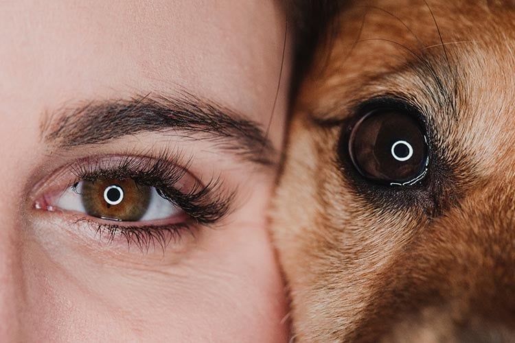 Xénogreffe peut s'appliquer entre les humains et les animaux pour les poils ?