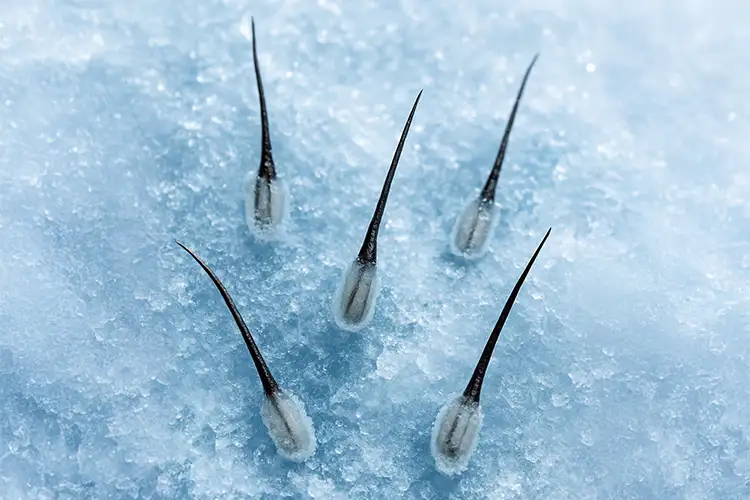 Greffons congelés sur un lit de glace