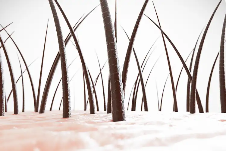 Visualisation de la croissance des follicules pileux près du cuir chevelu