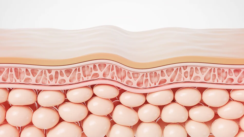 Structure détaillée de la peau illustrant le milieu tissulaire et les différentes couches cutanées